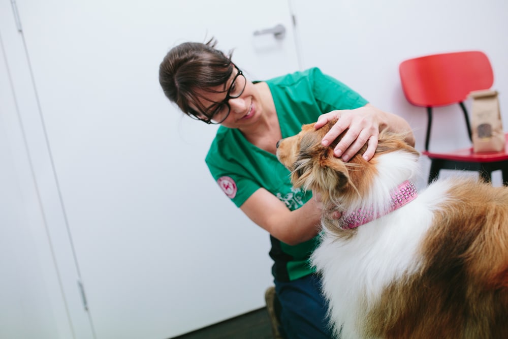 Dog Boarding School Melbourne Dog Boarding School Melbourne