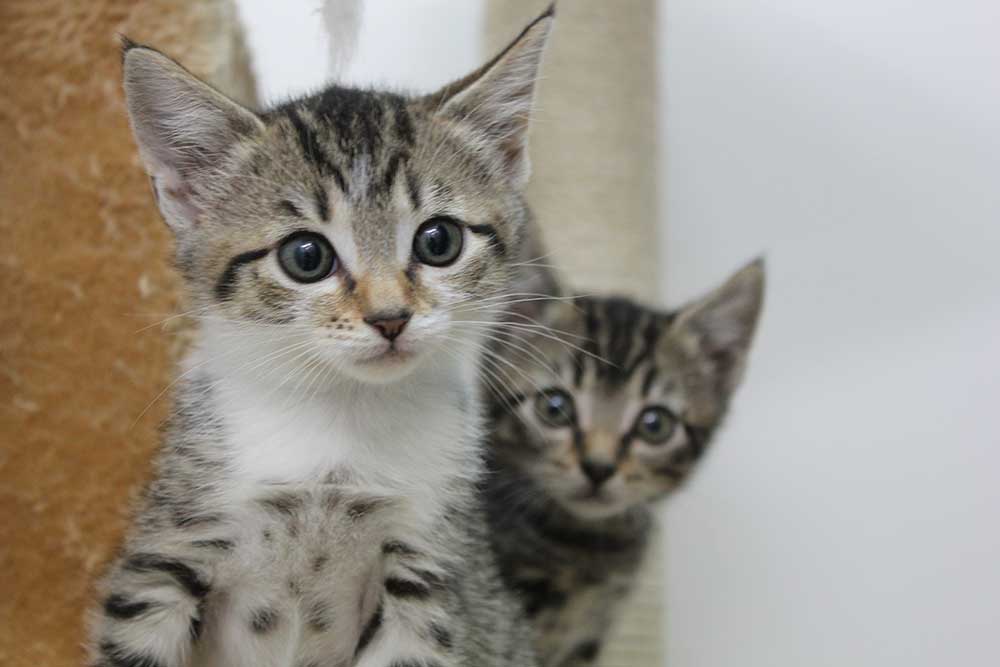 Cat & Kitten Adoption Melbourne Adopt a Cat Today