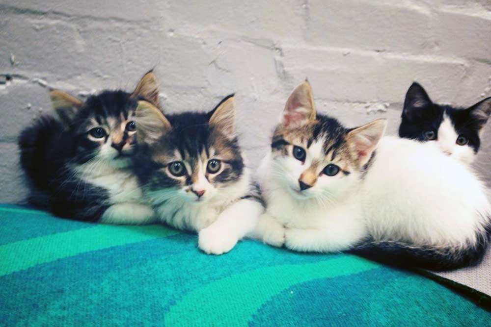 Cat & Kitten Adoption Melbourne Adopt a Cat Today