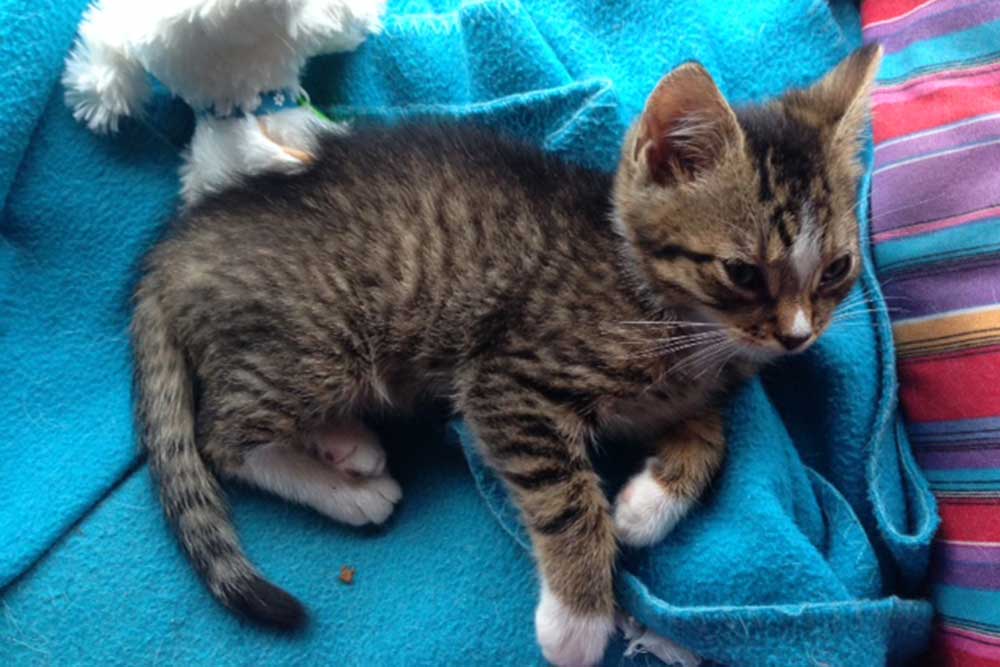 Cat & Kitten Adoption Melbourne Adopt a Cat Today
