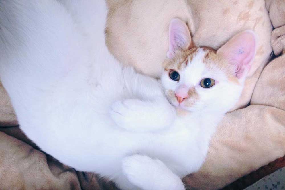 Cat Boarding & Catteries Melbourne Luxury Private Suites