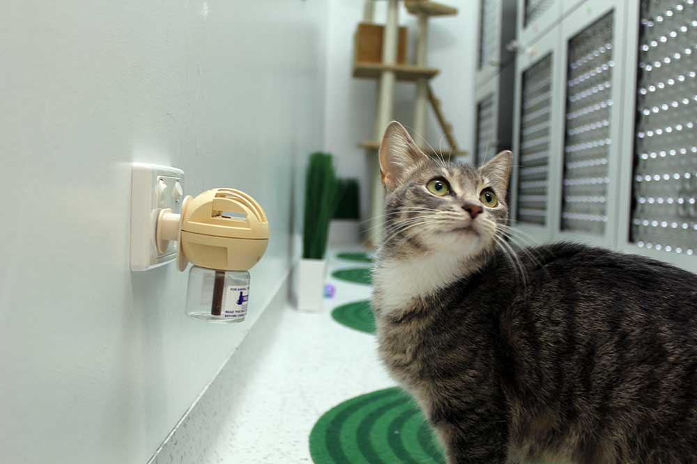 Cat Boarding & Catteries Melbourne Luxury Private Suites