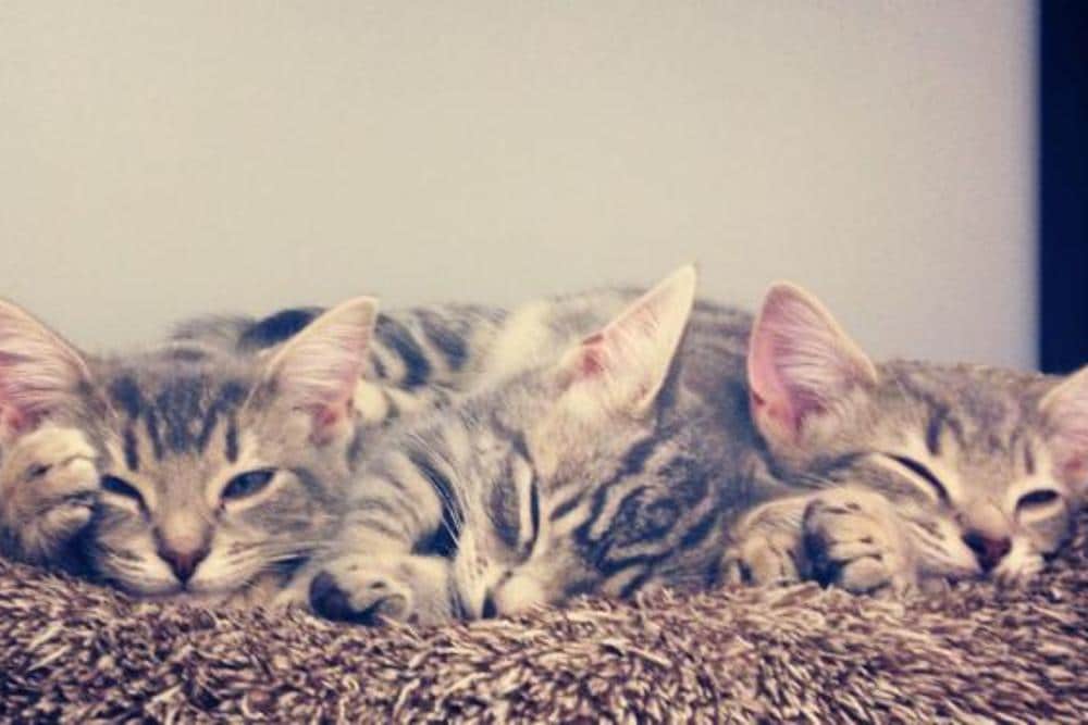 Cat & Kitten Adoption Melbourne Adopt a Cat Today