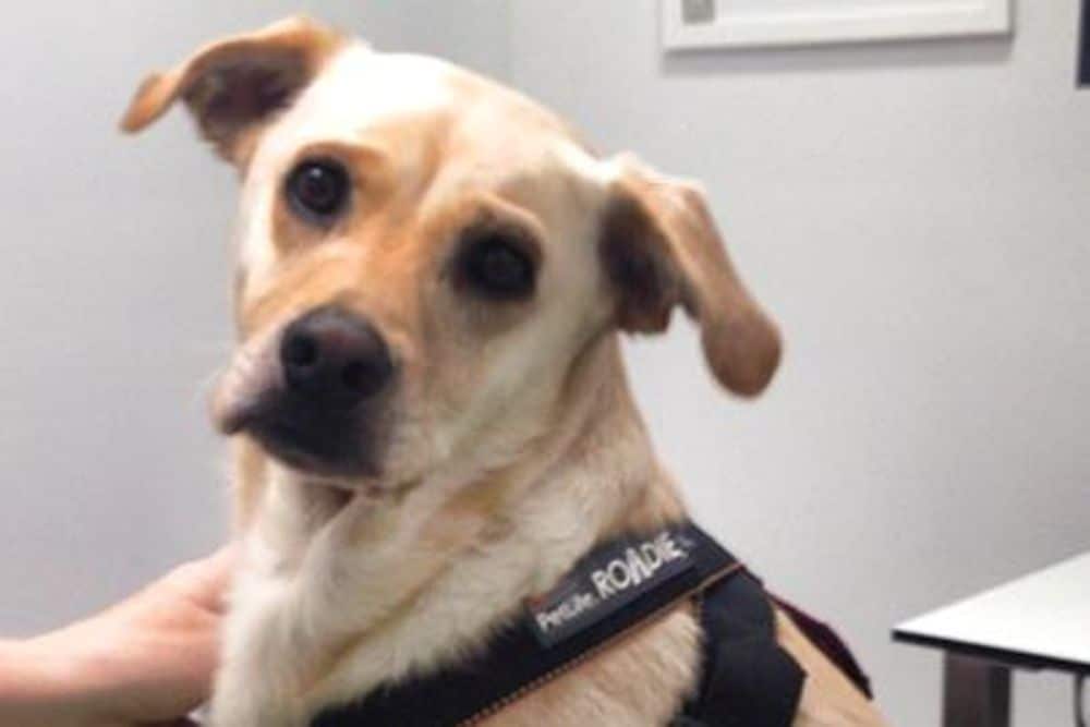 Free Dog Vaccinations Melbourne Free Dog Vaccinations Melbourne