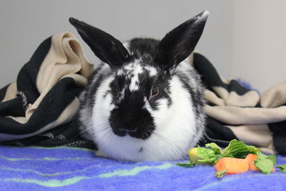 Northcote Animal Hospital Vet Care Clinic & Veterinarian Melbourne