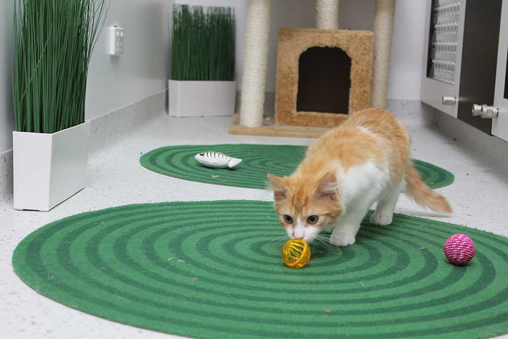 cat playing with toy at the boarding facility