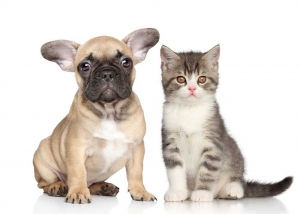 a puppy and a kitten