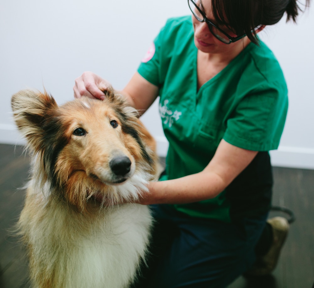 vet petting dog