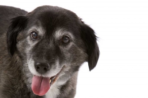 black dog with tongue out