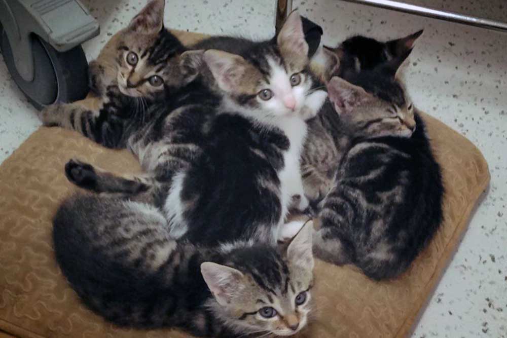 Cat & Kitten Adoption Melbourne Adopt a Cat Today