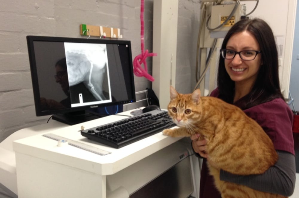 Pet X-Ray