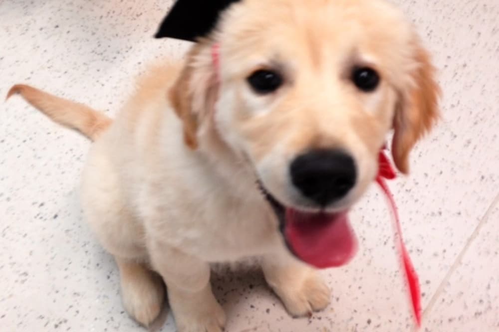 puppy graduating from northcote vet puppy school
