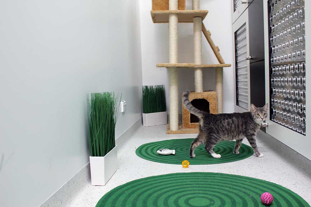 cat at cat boarding facilities