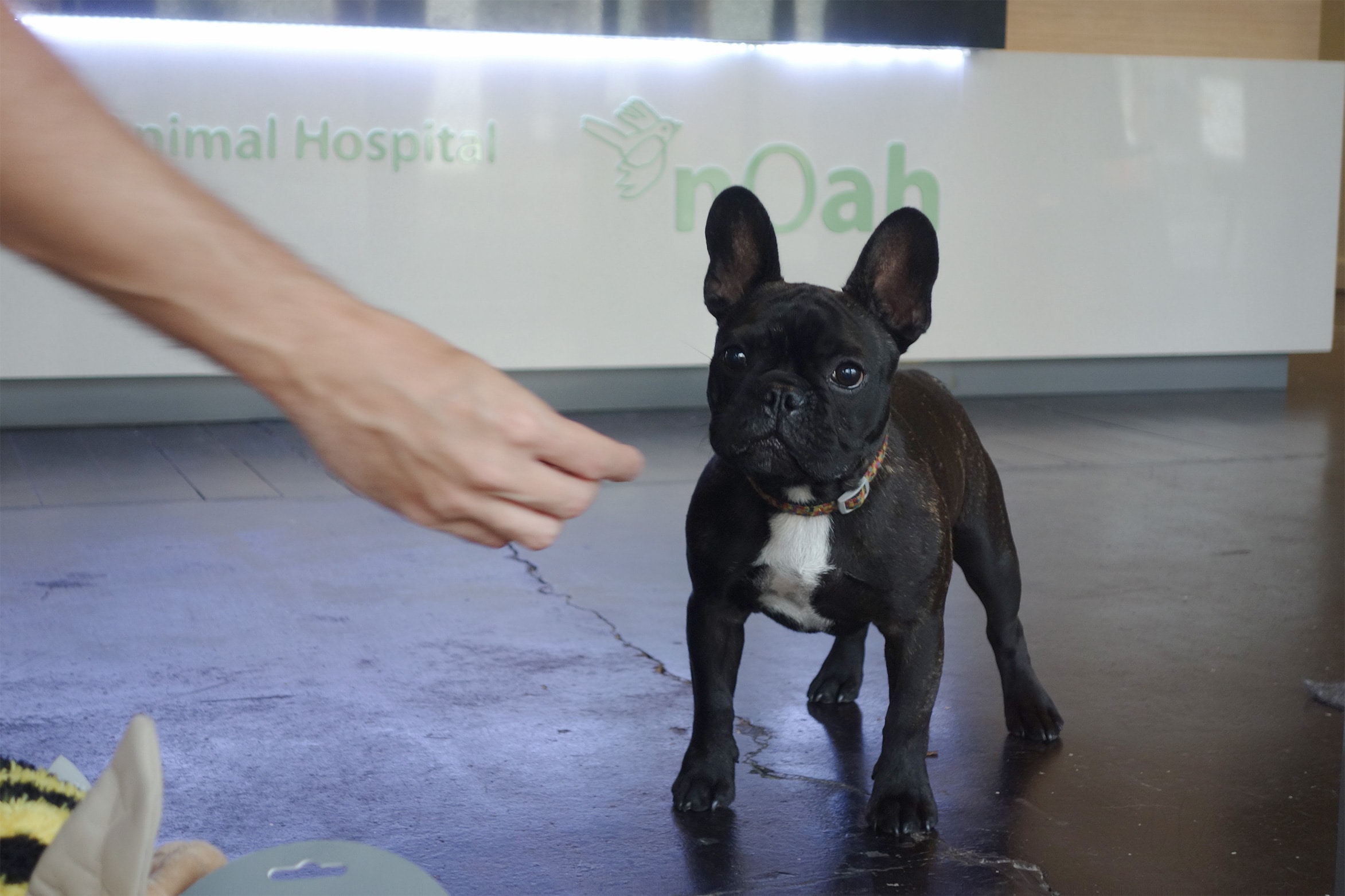 puppy at reception