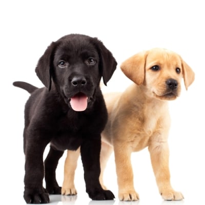 Two Labrador Puppies