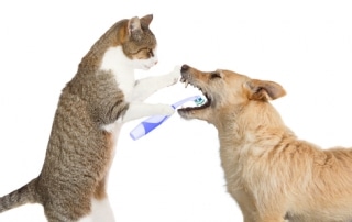 Cat cleaning Dog's teeth - Dental Health