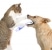 Cat cleaning Dog's teeth - Dental Health