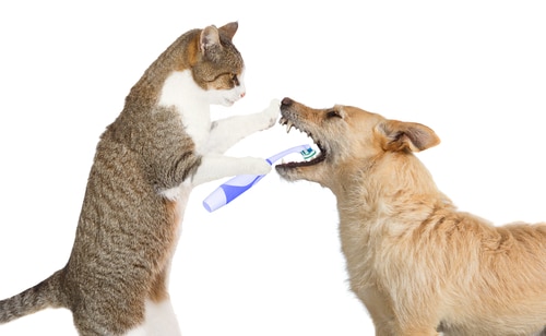 Cat cleaning Dog's teeth - Dental Health