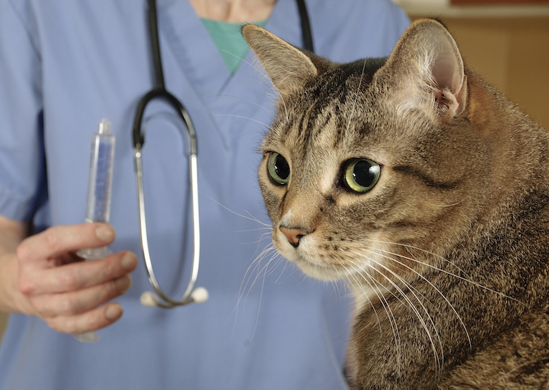 cat getting vaccinations