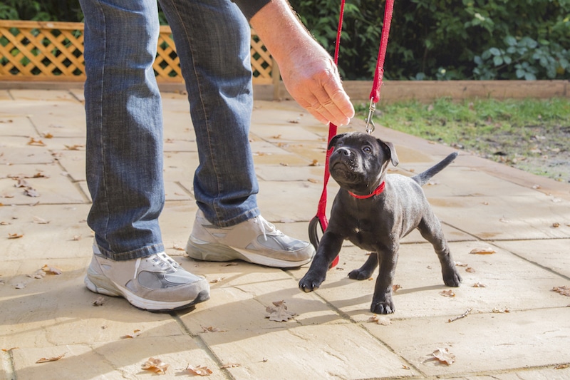 puppy training