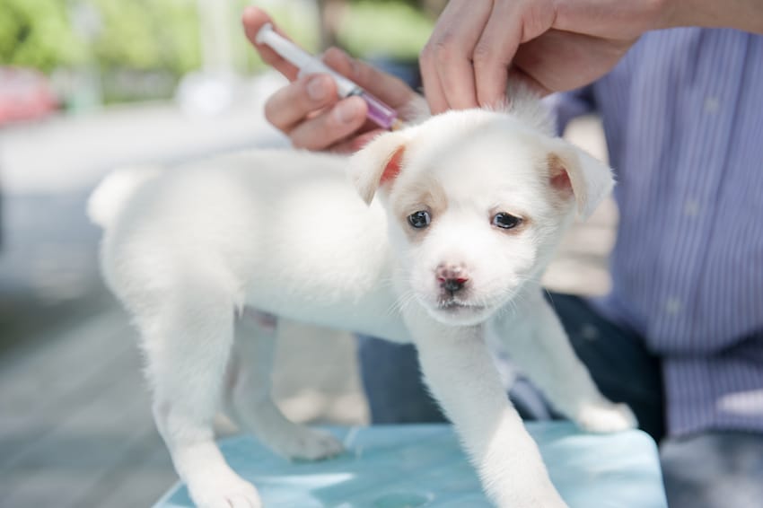 puppy getting vaccinations