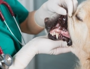 vet checking dog's teeth