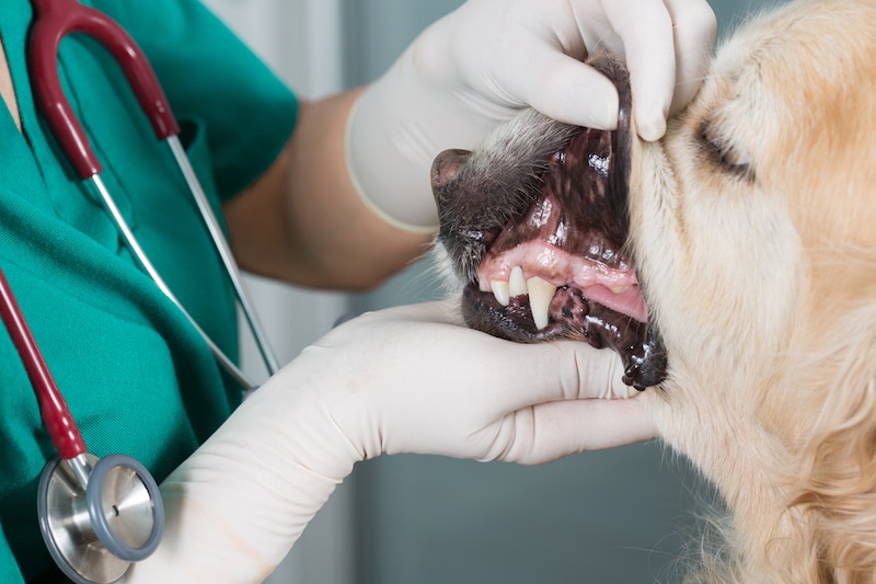 vet checking dog's teeth