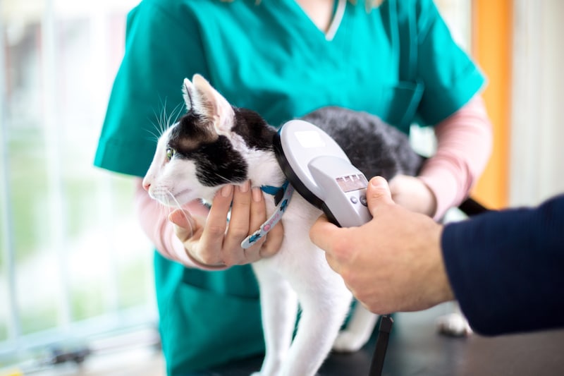 Vet microchipping a cat