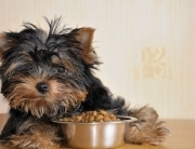 puppy next to food bowl