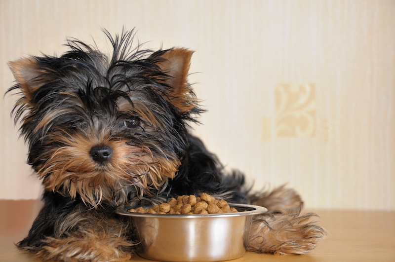 puppy next to food bowl