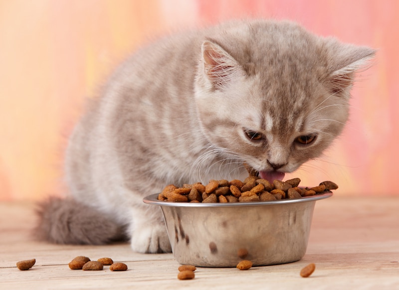 kitten eating food from bowl