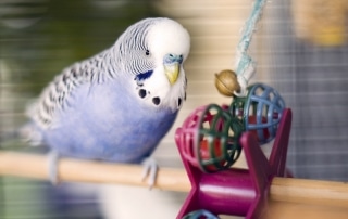 bird playing with toy