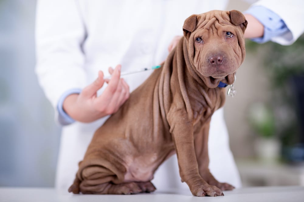 dog getting a vaccination