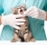 kitten getting its teeth cleaned by vet