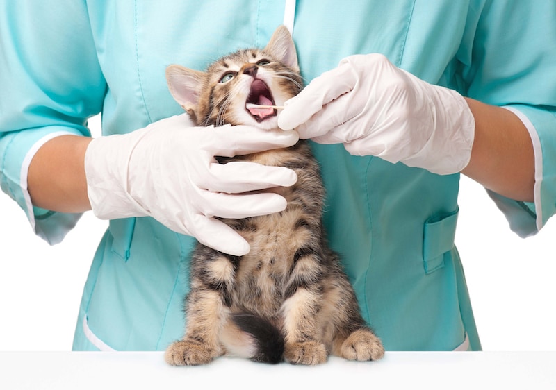 kitten getting its teeth cleaned by vet