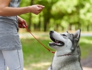 dog on leash with owner by its side