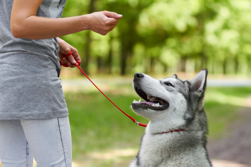 dog on leash with owner by its side