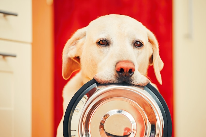 dog holding a food bowl in his mouth