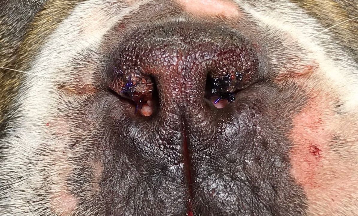 Brachycephalic Syndrome After Surgery
