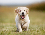 puppy running through grass