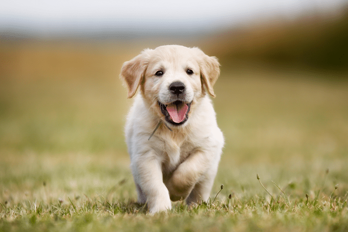 puppy running through grass