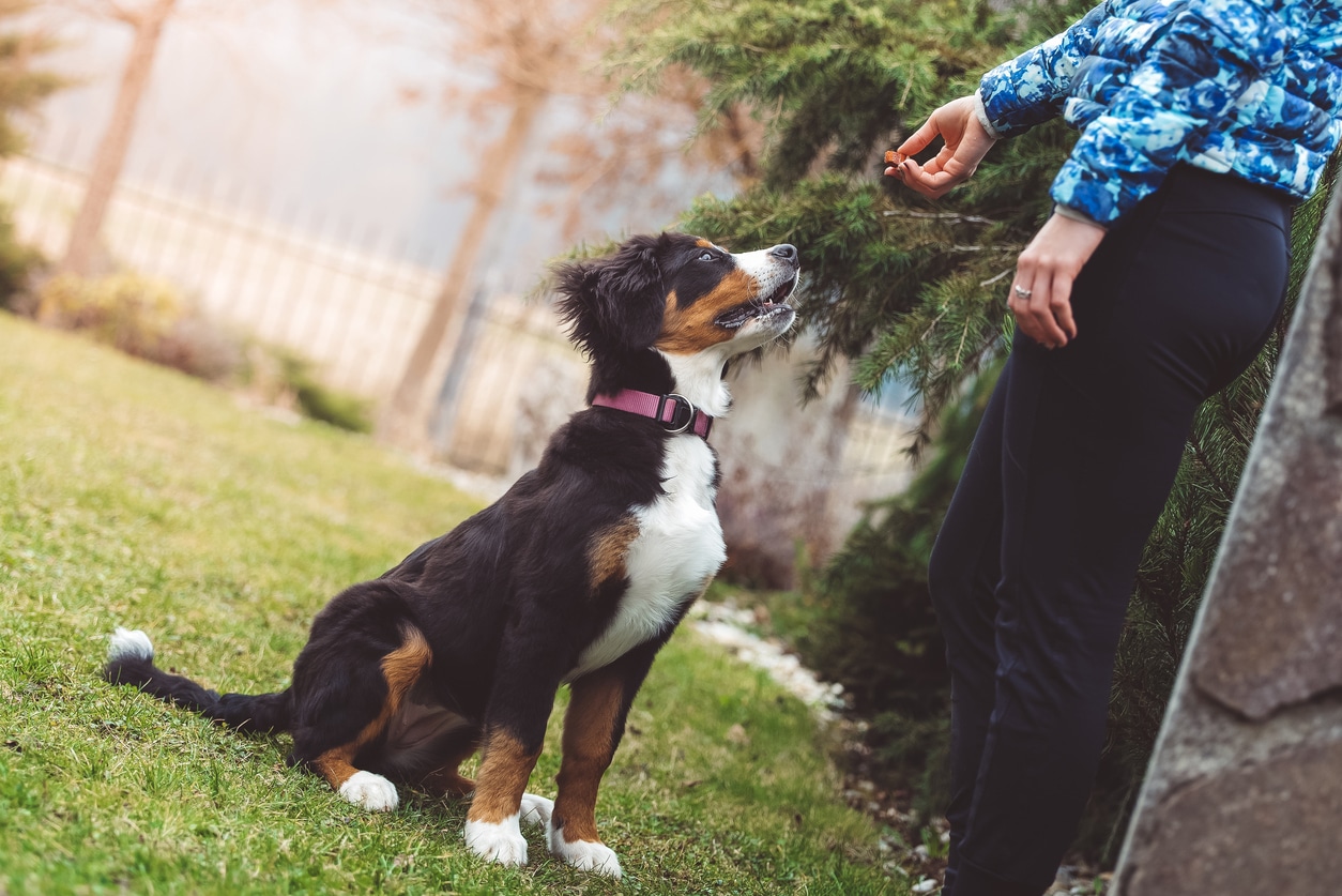 how to teach a dog to sit stay come drop