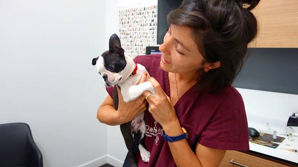 Jo vet northcote holding a dog