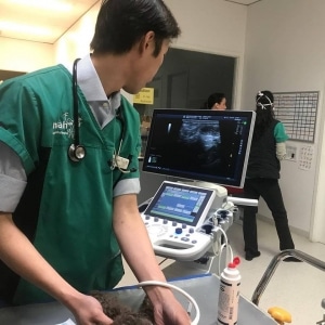 vet and ultrasound 