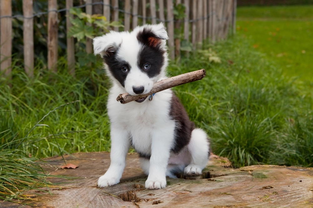 puppy has a stick in his mouth outdoors