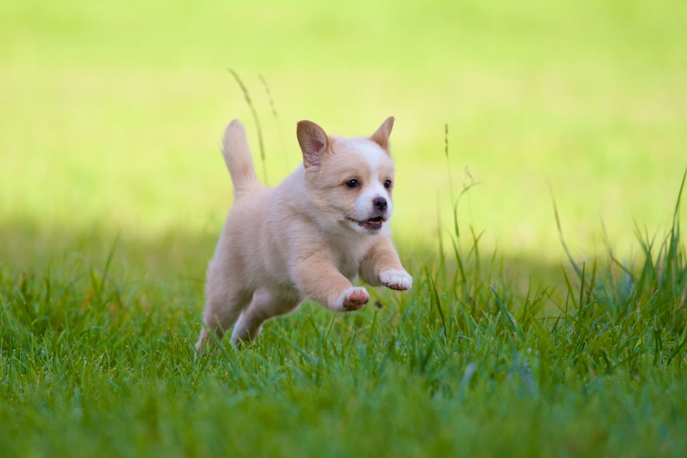 tips puppies jumping up barking