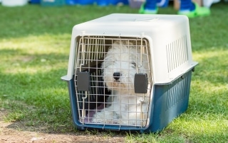 crate training your dog