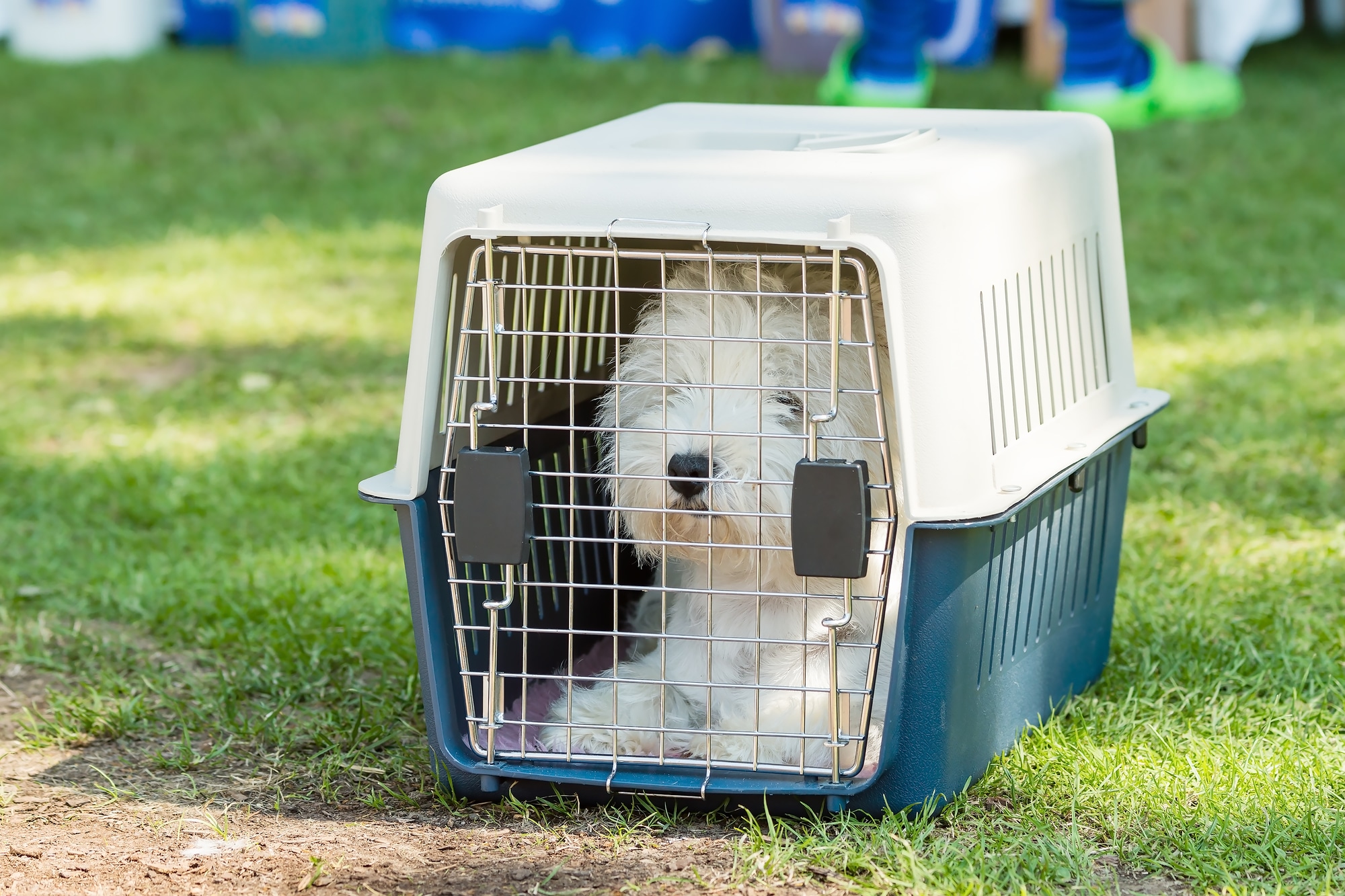 crate training your dog