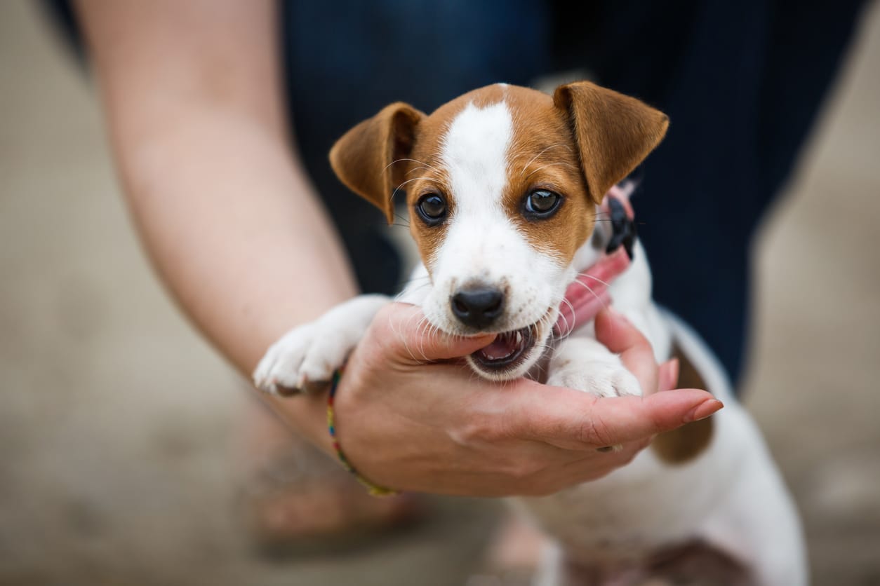 puppy play biting and mouthing