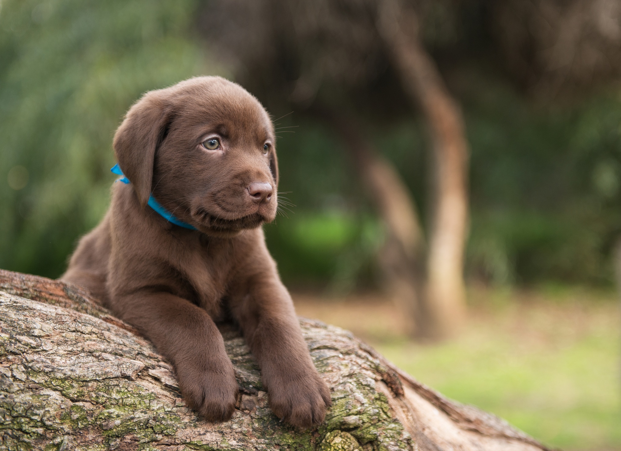 puppy socialisation and desensitisation